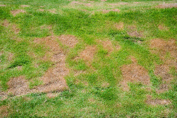 patch is caused by the destruction of fungus Rhizoctonia Solani grass leaf change from green to...