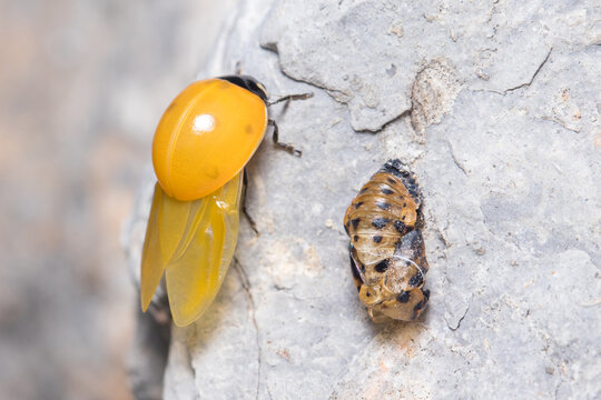 Newly-born seven-spot ladybird, Coccinella septempunctata, spreading her wings near her own pupa. High quality photo