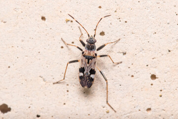 Beosus maritimus insect walking on a rock on a sunny day. High quality photo