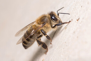 Apis mellifera resting on a rock on a sunny day. High quality photo