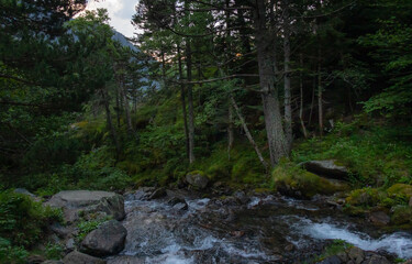 river falling among the rocks and trees of the green  forest