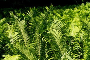 close up view of a field of tall green fern with a dark background in the forest