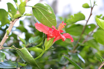 red flower in green world