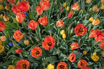 Tulpen