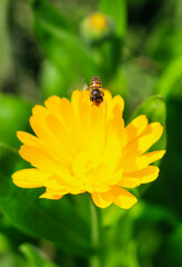 Bee having honey on cosmos flower (Cosmos Bipinnatus). Beautiful cosmos flower with green background for the wallpaper.