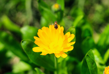 Bee having honey on cosmos flower (Cosmos Bipinnatus). Beautiful cosmos flower with green background for the wallpaper.