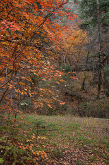 Autumn color trees mist mountain orange