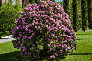 Huge bright red bush of Azalea rhododendron on mowed lawn in City Landscape Park 