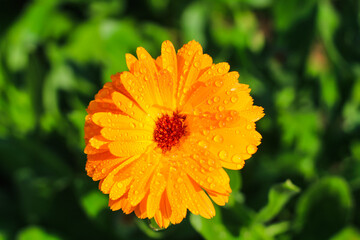 Raindrops on beautiful cosmos flower with green background for the wallpaper. Cosmos flower petals with water drop on them. Close up.