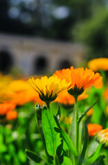 Orange cosmos flower with floral background for the wallpaper. Cosmos field.