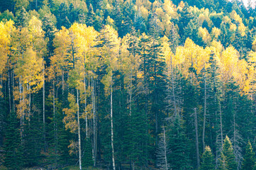 Autumn color trees yellow aspen mountain