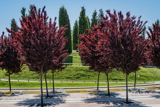 Prunus cerasifera 'Nigra' (black plum or prune 'Pissardii Nigra') with purple leaves against blue sky. Close-up. Public City Landscape Park "Krasnodar" or Galitsky Park. Spring 2021