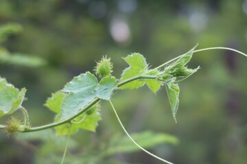 close up of a green leaf