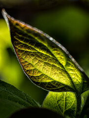Macro single leaf backlit by morning sun
