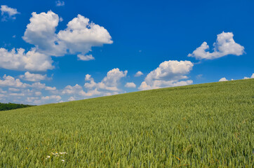 Field of green wheat on sky background. Nature background image