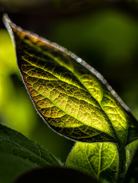 Macro single leaf backlit by morning sun