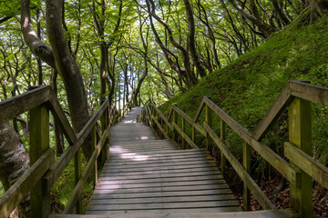 Fototapeta premium long wooden boardwalk and stairs leading down to the ocean in lush green forest