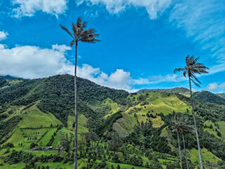 Cocora valley view