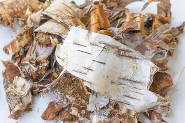 Bark shavings of white birch bark with black stripes cut off, separated, peeled from wood lies rounded on a white background. The removed top layer of birch bark heap Close-up