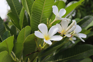 Plumeria or Frangipani white flowers with green leaves on trees in the green.