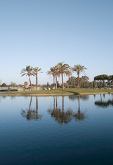 Obraz premium Palm trees behind a lake in 'Costa Ballena', Rota, Cádiz, Spain