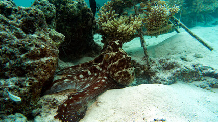 The reef octopus is trying to disguise itself on the bottom. Marine aquarium in the wild. © Vladislav