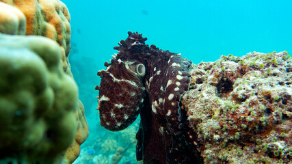 Cephalopods in the aquarium. A smart octopus solves the problem. Paul the octopus. © Vladislav