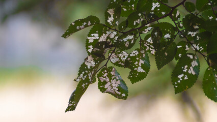 leaves after being damaged by pests
