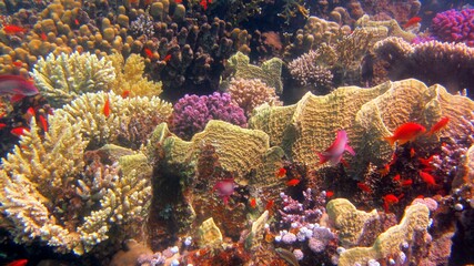 coral reef with coral