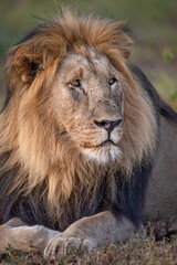 Proud Lion with big Mane