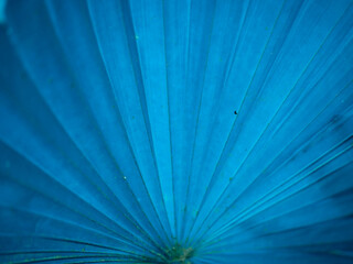 Blueish color leaf closeup presentation for natural commercial background.