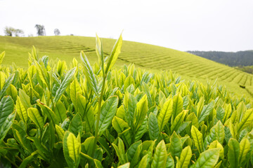 鹿児島の美しい茶畑
