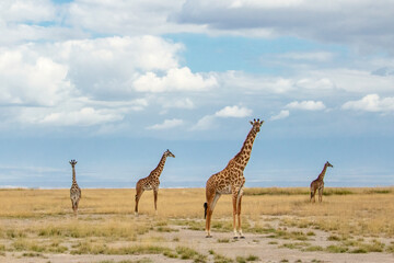 Perfect line up composition giraffes 