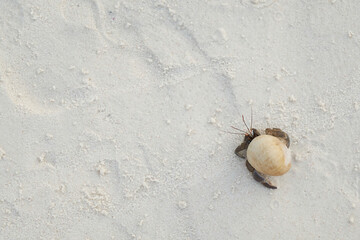 Fototapeta na wymiar a top view, flat lay shot of a walking hermit crab on the white sandy beach with sand texture's copyspace