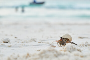 a small hermit crab walking slowly along the beach in the afternoon seaside with blurred blue sea in background