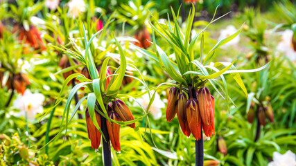Fritillaria imperialis or crown imperialor imperial fritillary or Kaiser's crown is a species of flowering plant in the lily family