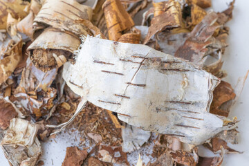 White birch bark with black stripes cut off, separated, peeled from wood lies rounded on a white background. The removed top layer of birch bark Close-up