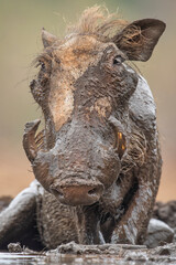 Only a face mom would love