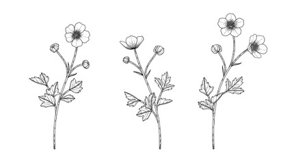 Hand drawn buttercup floral illustration.