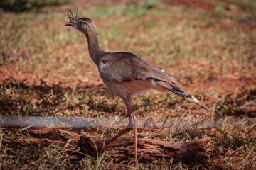 Seriema in its natural habitat, Municipio de Uberlândia, Minas Gerais, Brazil. Siriemas are the only living members of the Cariamidae bird family