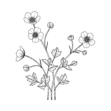black and white botanical flower drawing clip art preview