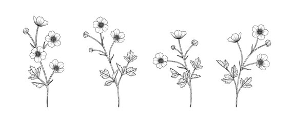 Hand drawn buttercup floral illustration. - obrazy, fototapety, plakaty