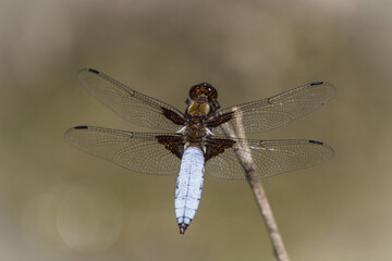 blue dragonfly sits on a plant on a blurred background

