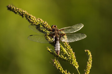 dragonfly sits on a plant on a green background