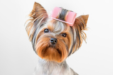 Funny photo of a Yorkshire terrier dog with curlers on its fur.