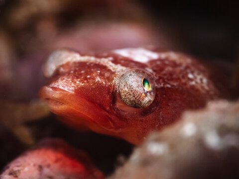 Diplecogaster bimaculata clingfish,  it has a broad variety of living conditions and habitats that it prefers. 