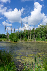Obraz premium moorland landscape with swampy water and forest