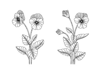 Hand drawn pansy floral illustration.