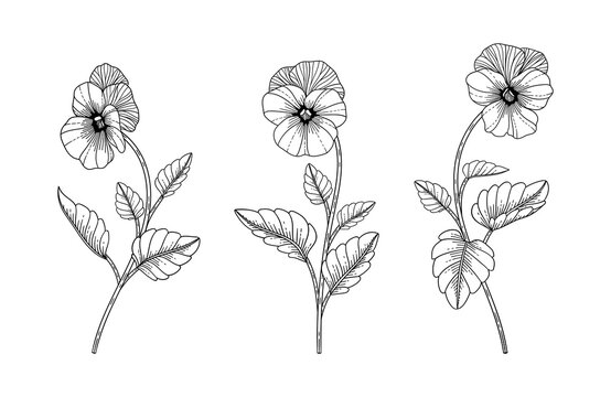 Hand drawn pansy floral illustration.