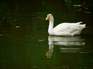 Obraz premium Duck looking at front while swimming on water side at beautiful natural background.
